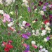 Sweet Pea Flower Garden Seeds - Knee Hi Mix - 3 g Packet - Annual Flower Gardening Seeds - Lathyrus odoratus   566996859
